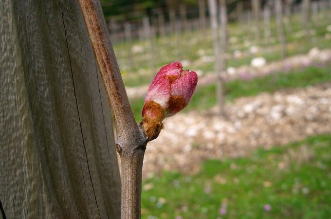 bocciolo immagine in home per viticoltura