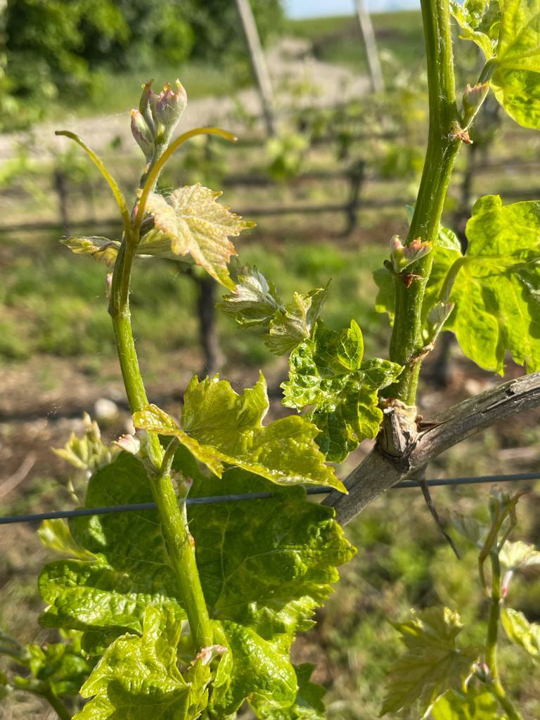 Focus malattia del pinot grigio imm_3