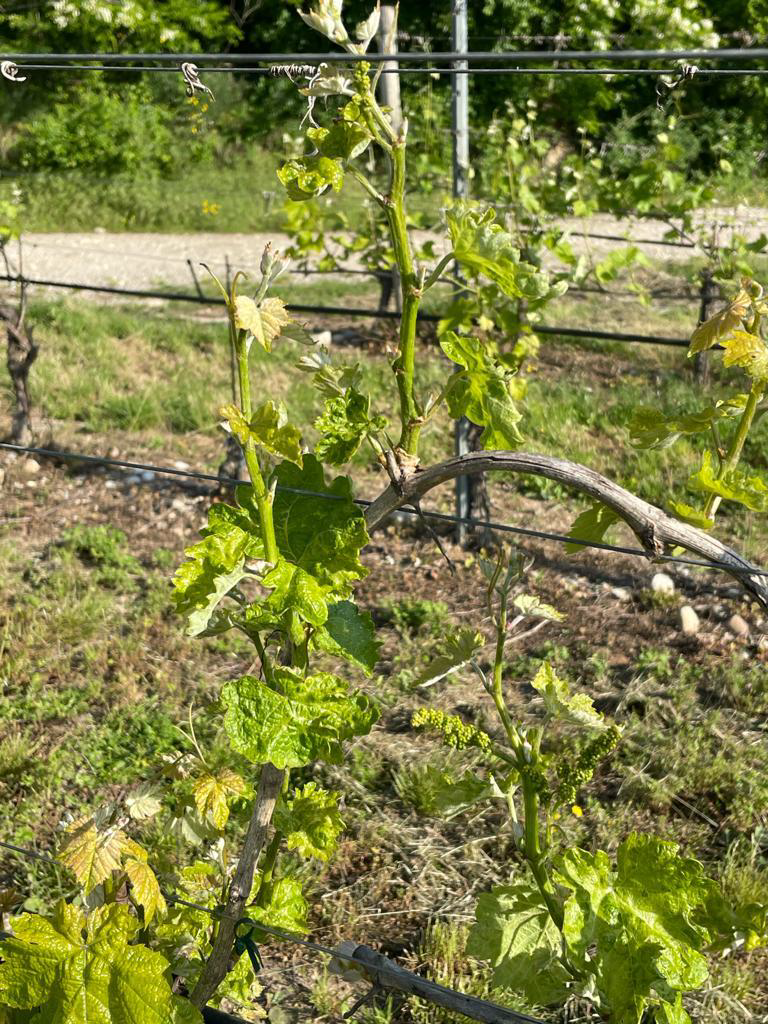 Focus malattia del pinot grigio imm_2
