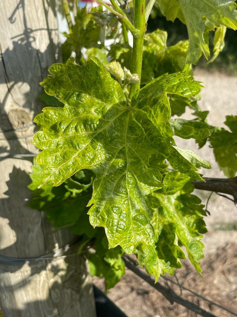 Focus malattia del pinot grigio imm_1