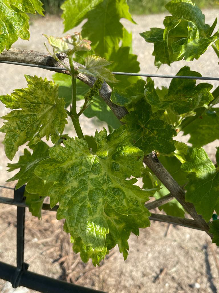 Focus malattia del pinot grigio imm_4