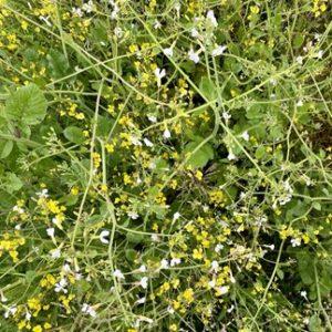 sovescio biodiversità
