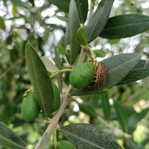 cimice asiatica