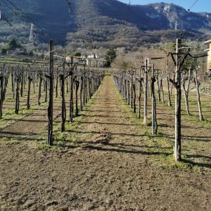 bollettino di sintesi dell'inverno