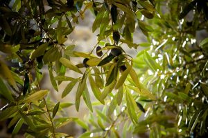 bando olive