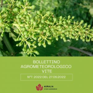 bollettino vite 7