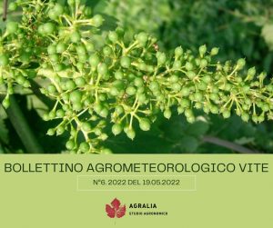 bollettino vite Agralia 6