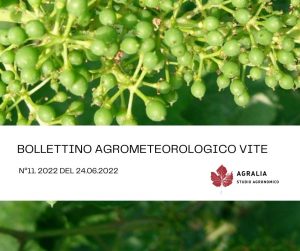 bollettino vite 11