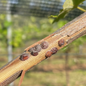 cocciniglia del corniolo