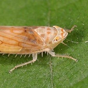 scaphoideus