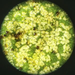 erasmoneura