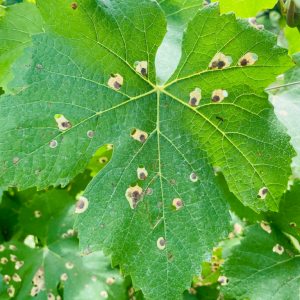 antispila vigneto