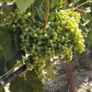 bollettino vite 15