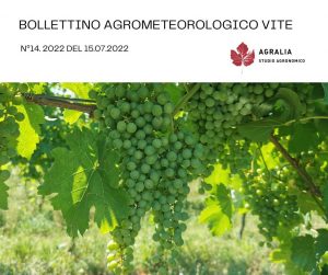 bollettino vite 14