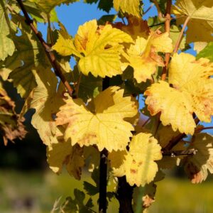 concime vite autunno dopo vendemmia