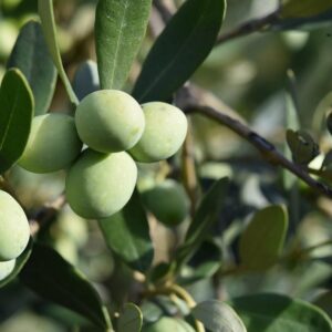 bollettino olivo