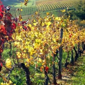 diserbo autunnale infestanti