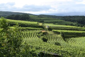 ocm vino 2022
