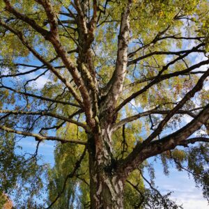 piante ornamentali