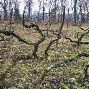 potatura invernale della vite, esempio di vitigno