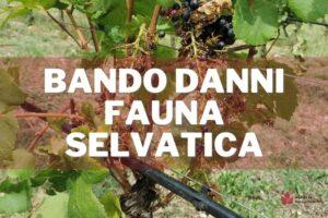 bando danni fauna selvatica