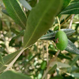 Mosca olearia