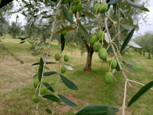 Foto 3: Punture mosca dell’olivo.