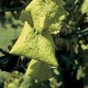 flavescenza dorata