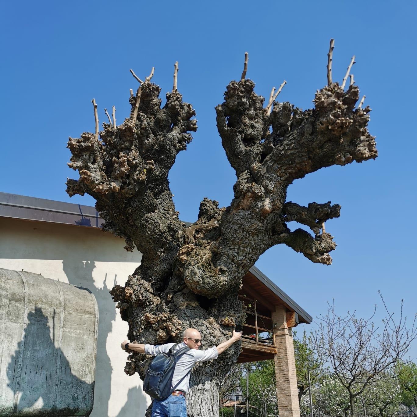 è possibile abbattere un albero?