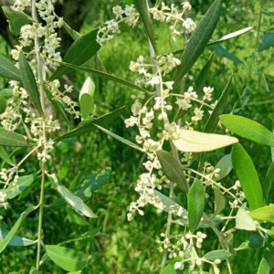bollettino olivo in fioritura