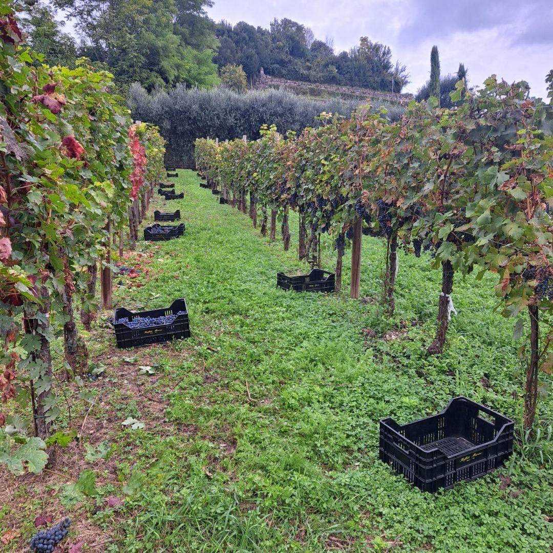 SINTESI DELL’ANDAMENTO AGRO-METEOROLOGICO DELL’ANNATA 2024
