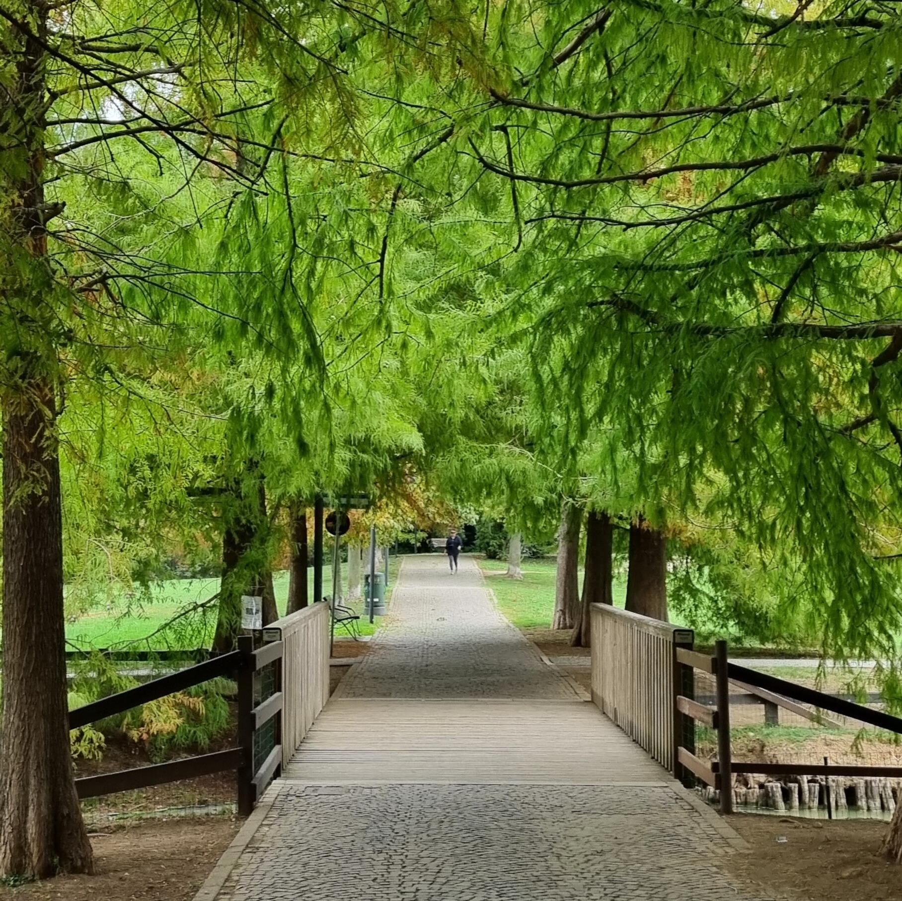 IL PATRIMONIO ARBOREO