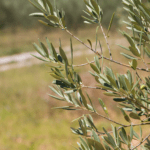 olivo bollettino