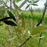 olivo giugno 2025