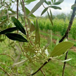 olivo giugno 2025