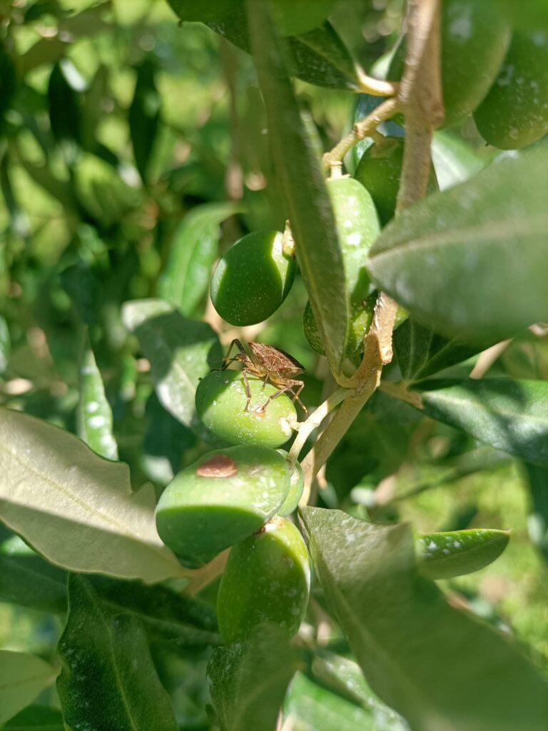cimice asiatica puntura