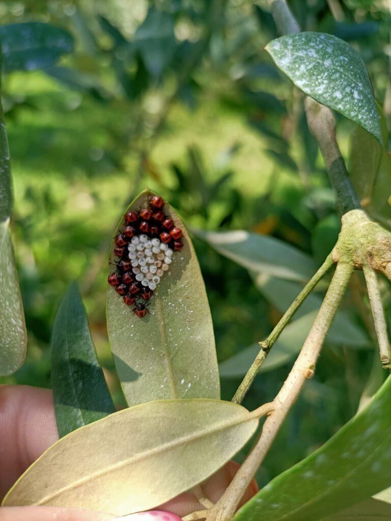 ovatura e neanidi di cimice asiatica