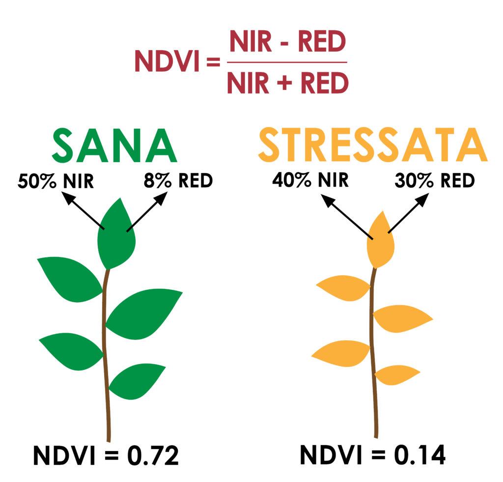 pianta sana e stressata: confronto indici