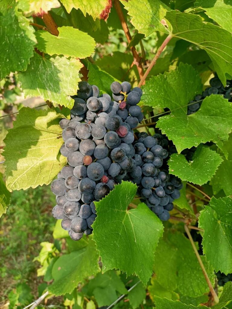 bollettino vite nr 23 - grappolo pronto pre vendemmia