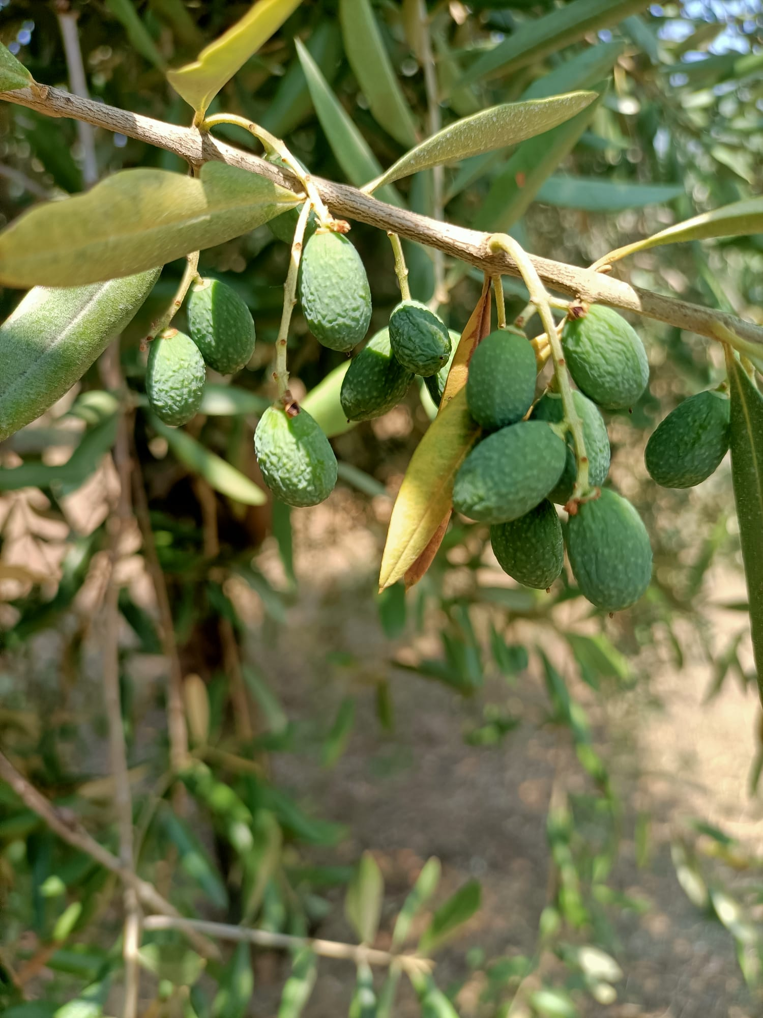 raggrinzimento delle drupe