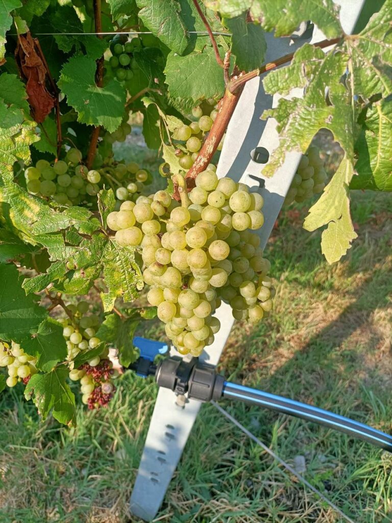 Grappolo in fase di addolcimento degli acini (BBCH 85)