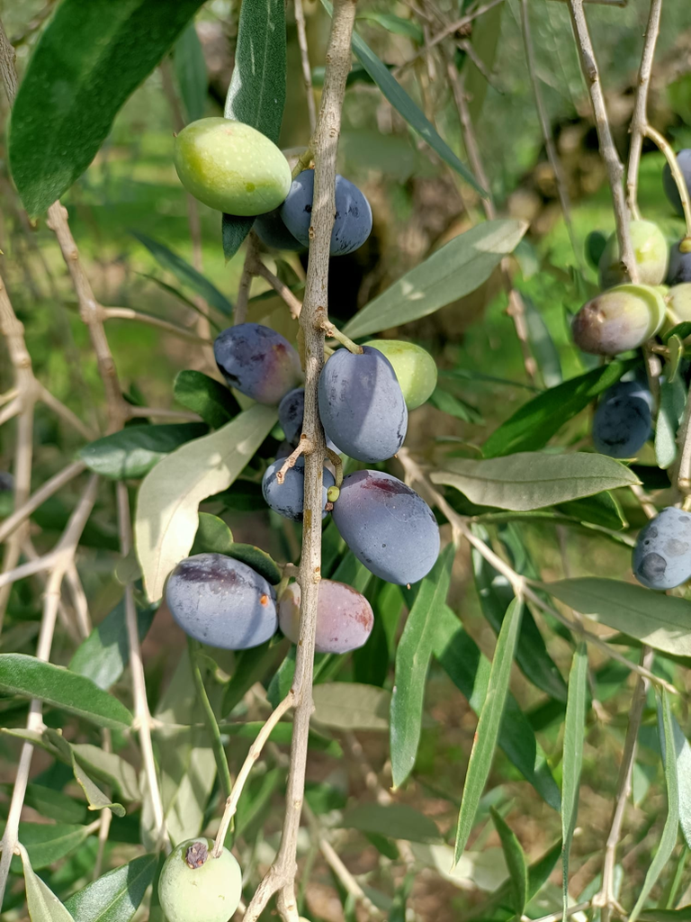 Olivo fine settembre 2026