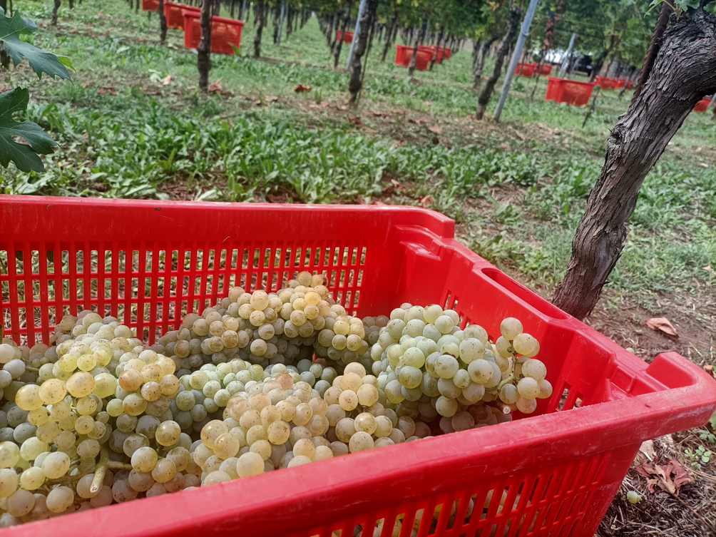 vendemmia 2026