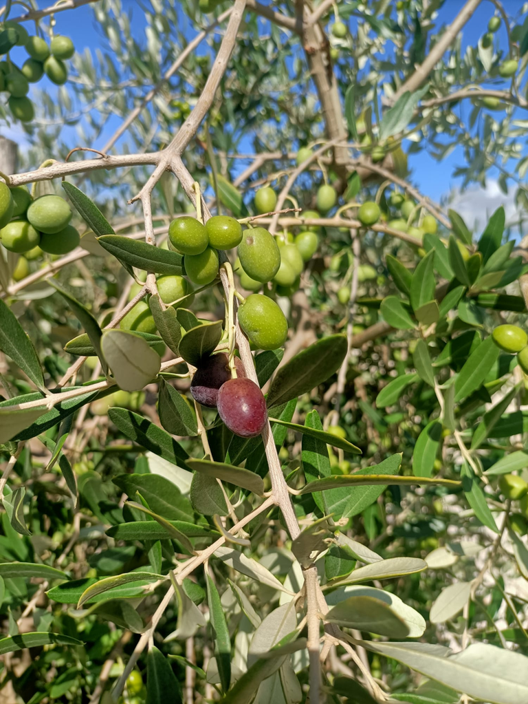 invaiatura olivo bollettino settembre 2026