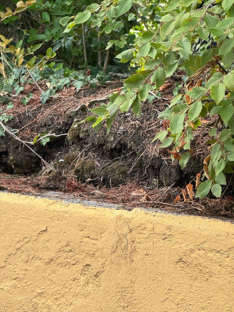 Terreno rialzato e radici superficiali che spingono la terra oltre la cresta di un muretto di contenimento intonacato in un giardino condominiale