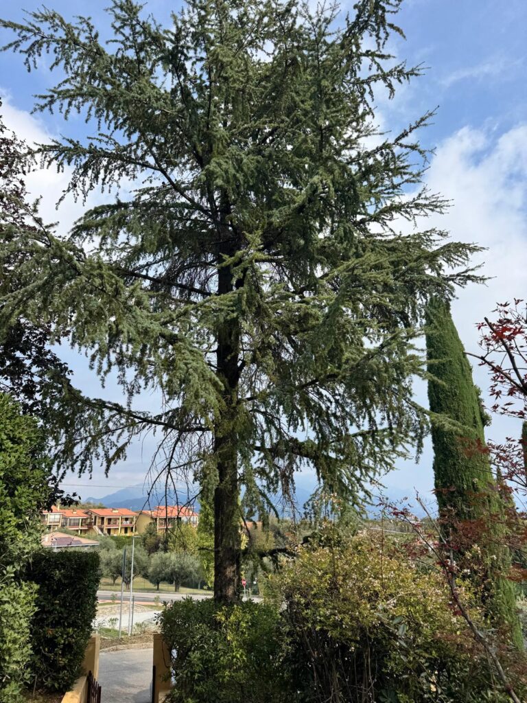 Grande cedro dell’Himalaya cresciuto accanto al cancello pedonale e al muretto d’ingresso di un giardino condominiale, con le colline del Garda sullo sfondo